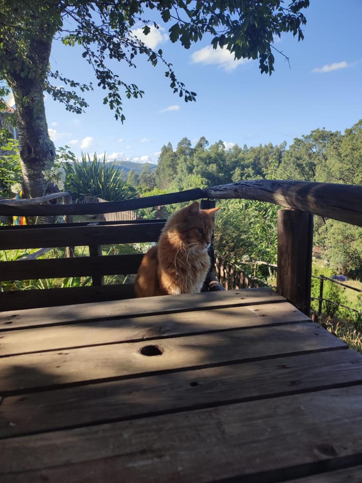 Alojamento Casa Do Cabeco Alombada Macinhata do Vouga Exteriér fotografie